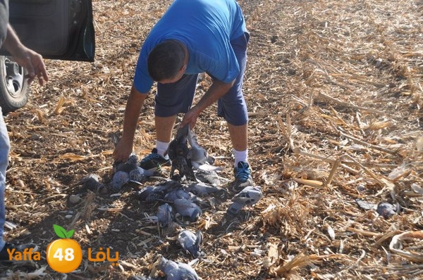 7amam lud monir 908 (24).JPG